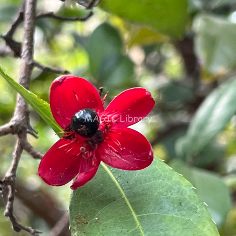 Ochna serrulata_1-2