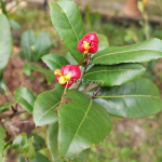 Ochna serrulata_4-2