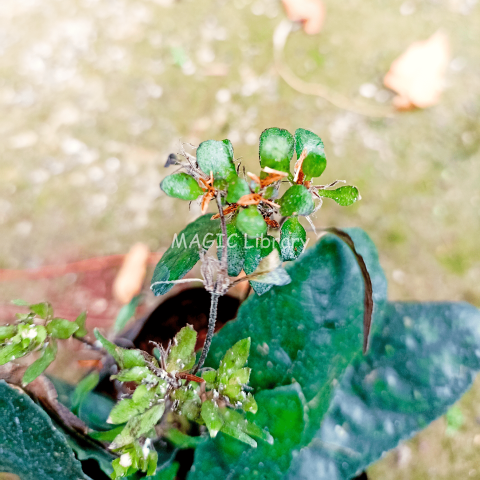 Ruellia napifera (Gempur batu)-3