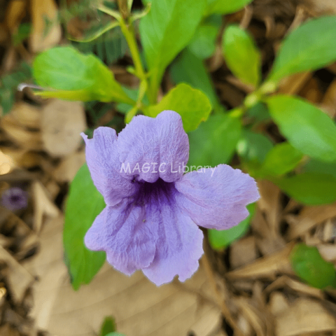 Ruellia tuberosa-2