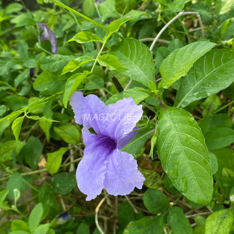 Ruellia tuberosa-3