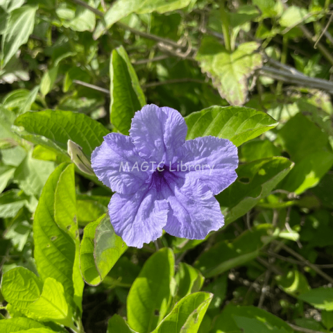 Ruellia tuberosa-4