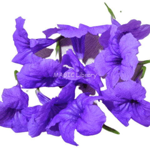 Ruellia tuberosa-5