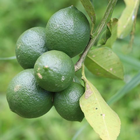 Rutaceae_Citrus Limon