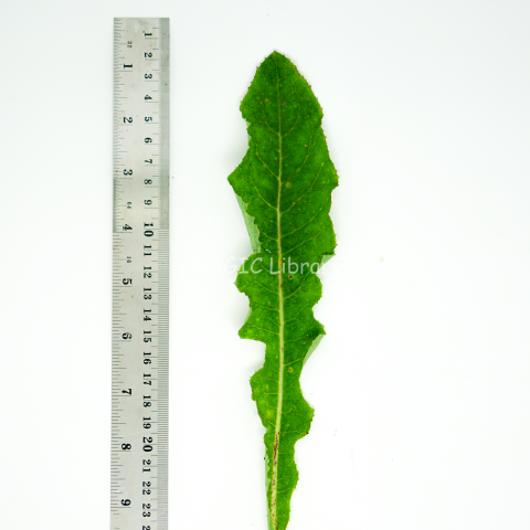 Sonchus-oleraceus-6