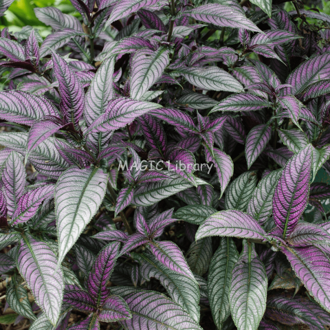 Strobilanthes dyeriana-1