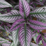 Strobilanthes dyeriana-2