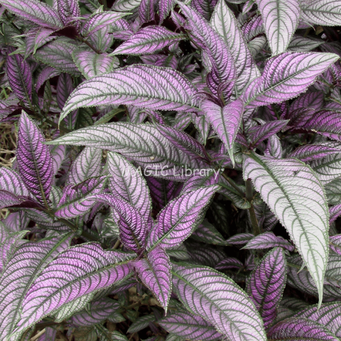 Strobilanthes dyeriana-5