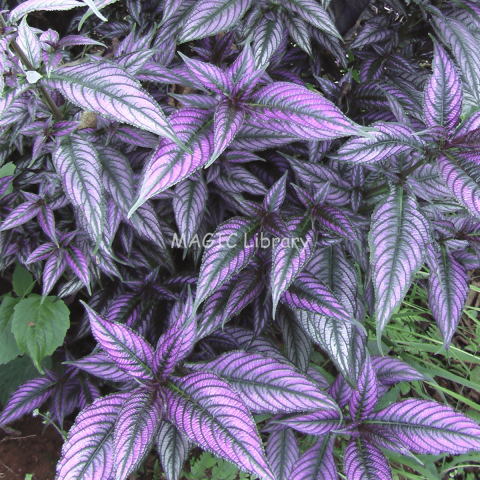 Strobilanthes dyeriana-6