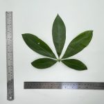 Studio Alstonia scholaris (L.) R. Br. leaves1