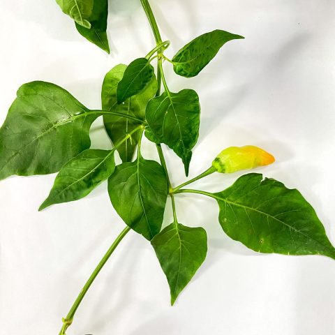 Studio Capsicum frutescens3