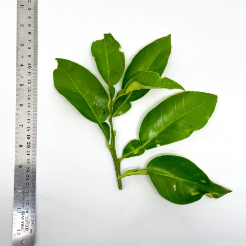 Studio Citrus hystrix DC leaves