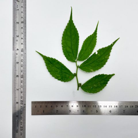 Studio elatostema calcareum leaves2