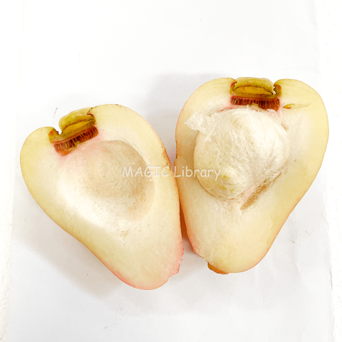 Syzygium malaccense (jambu jamaica)-11