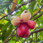 Syzygium malaccense (jambu jamaica)-12