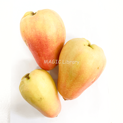 Syzygium malaccense (jambu jamaica)-13