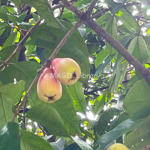 Syzygium malaccense (jambu jamaica)-15