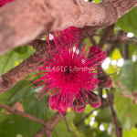 Syzygium malaccense (jambu jamaica)-16