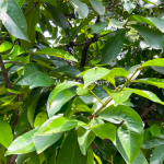 Syzygium malaccense (jambu jamaica)-18