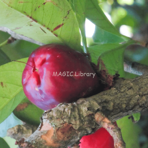 Syzygium malaccense (jambu jamaica)-19