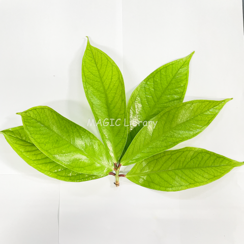 Syzygium malaccense (jambu jamaica)-9