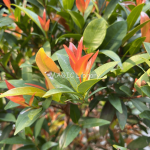 Syzygium oleana-1
