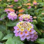 Verbenaceae_Lantana camara