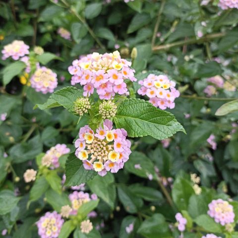 bunga lantana pink