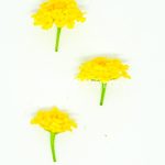 bunga tembelekan kuning 1
