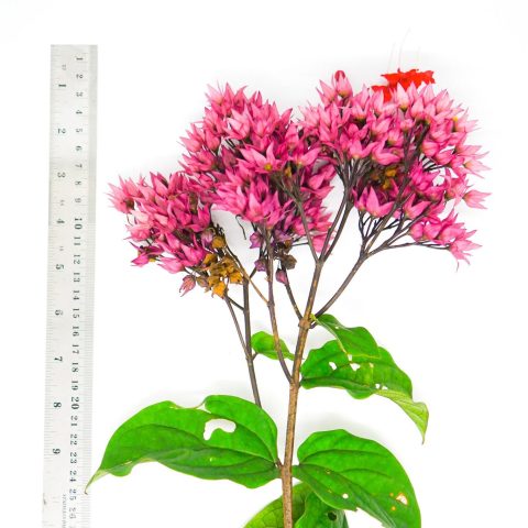 clerodendrum splendens (2)