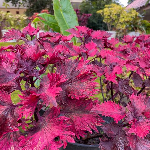 coleus atropurpureus