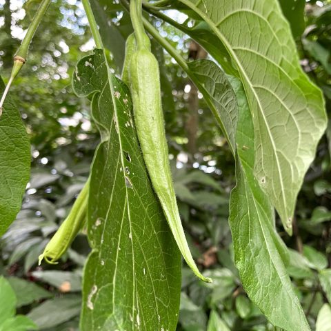 datura metel 3