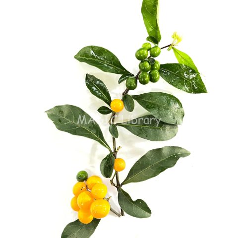 daun buah Solanum diphyllum6