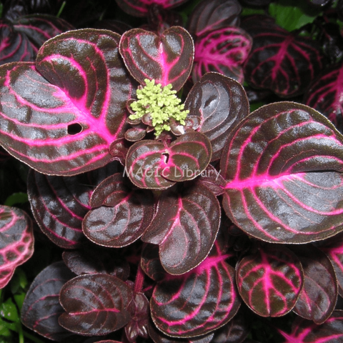 erna-amaranthaceae