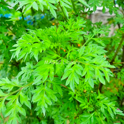 ernasinaga-Cosmos caudatus-daun