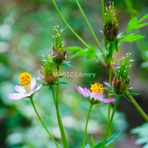 ernasinaga-Cosmos caudatus-habitus-DSC_0187-