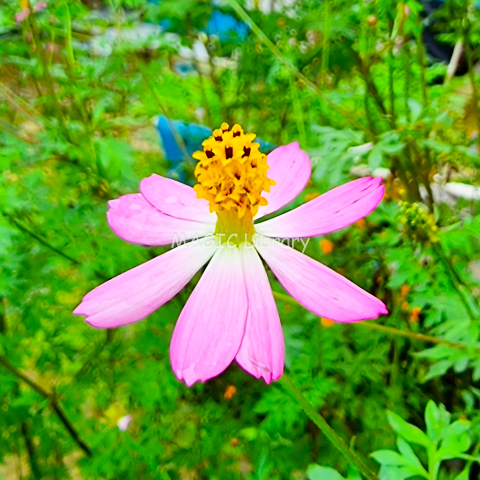 ernasinaga-Cosmos caudatus-habitus2