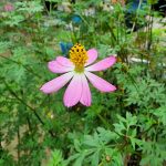 ernasinaga-Cosmos caudatus-habitus2