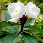 ernasinaga-costus-Crepe ginger-flowers-DSC_1099