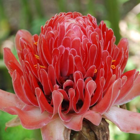 ernasinaga-zingiberaceae-N.elatior-bunga-merah-2-DSC_4097-icon