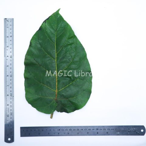 leaves solanum betaceum1 - (terong belanda) 2