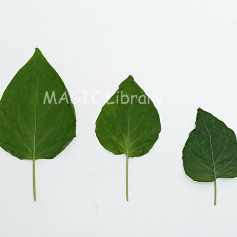 physalis angulata leaves1 - (ciplukan) (2)