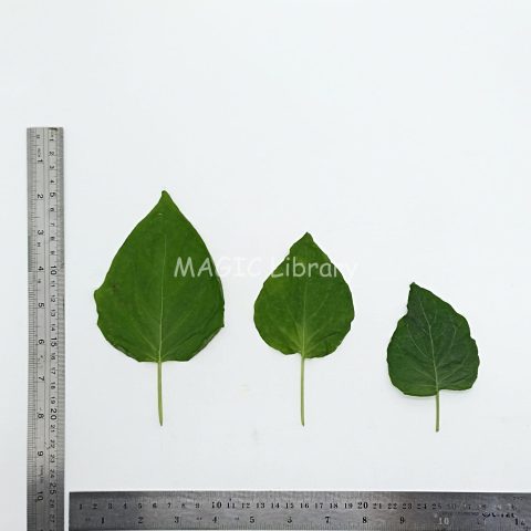 physalis angulata leaves2 - (ciplukan)