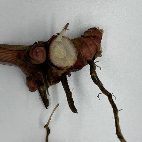 rhizomes alpinia galanga3