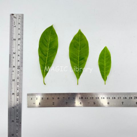 studio brunfelsia americana leaves4