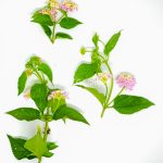 studio lantana pink 1