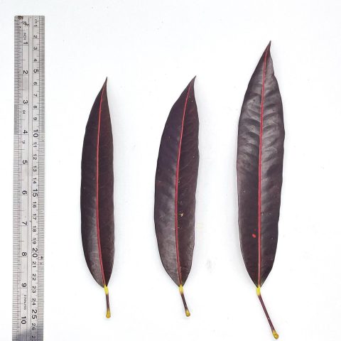 studio puring merah leaves