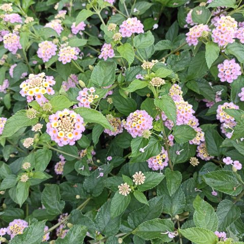 tanaman lantana pink