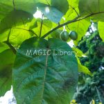 tanaman solanum betaceum1 - (terong belanda) 2